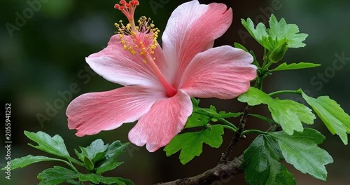 Close-up of a vibrant pink hibiscus flower blooming on a green leafy branch, exotic tropical plant nature background.