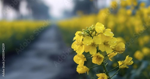 Close-up of bright yellow mustard flowers with morning dew droplets in a field, beautiful agricultural landscape in soft focus.