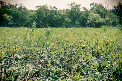 Photography Dead weeds and withered broadleaf plants after herbicide chemical spraying in gr