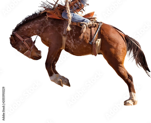 Fotografie Wild bucking horse at rodeo png file
