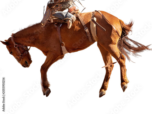 Фотография Cowboy Riding Bucking Horse