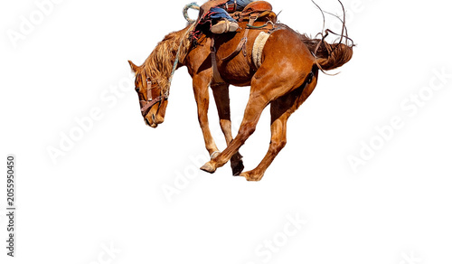 Photos Cowboy Rides Bucking Rodeo Horse
