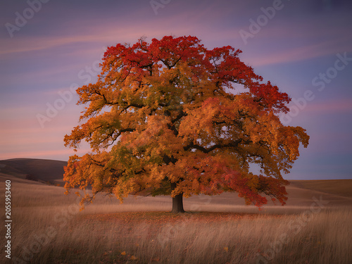 Vibrant Oak Tree Standing Alone in Autumn Field at Sunset