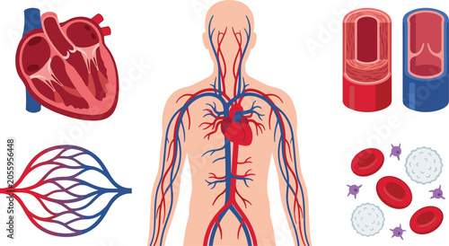 Foto Cardiovascular System Medical Illustration Collection Featuring Human Circulator