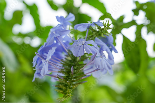 Foto Beautiful blue plumbago auriculata flowers close up