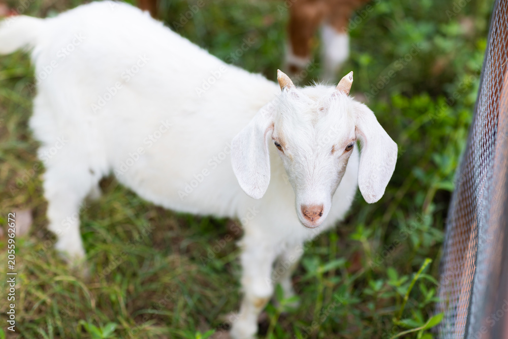 Fototapeta premium White Goat Kid Standing Outdoors in Garden with Copy Space