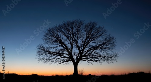 Solitary tree silhouette against a colorful twilight sky at dusk