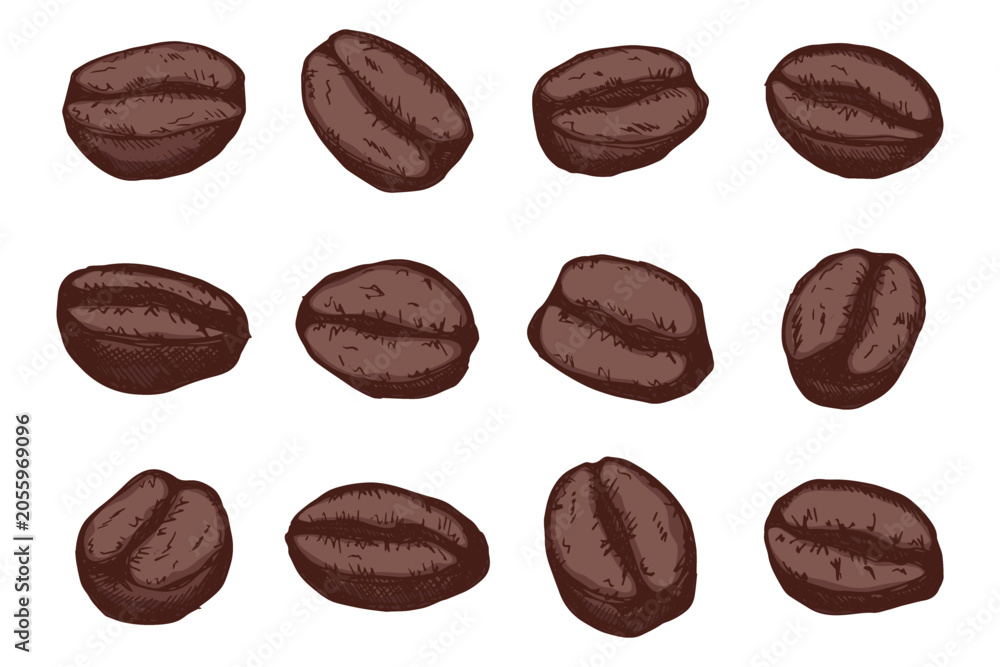 Fototapeta premium Set of hand drawn fresh roasted coffee bean Arabica robusta seed doodle Single element for design print packaging label decor