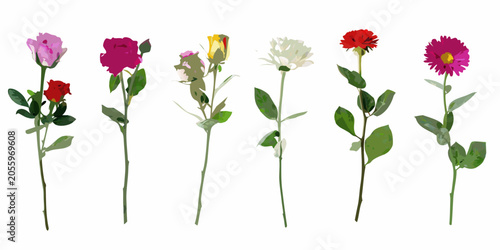 Fotografie Floral Stem Collection Vector Illustration With White Background