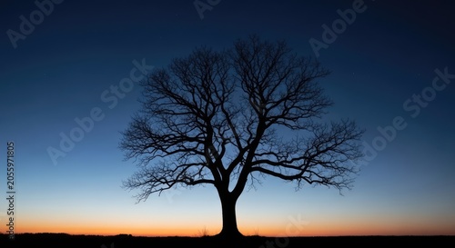 Silhouette of lone leafless tree at sunset horizon