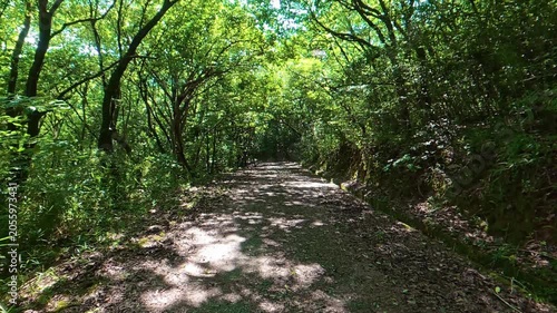 Walking through a forest with sunlight filtering through the trees, dappled light