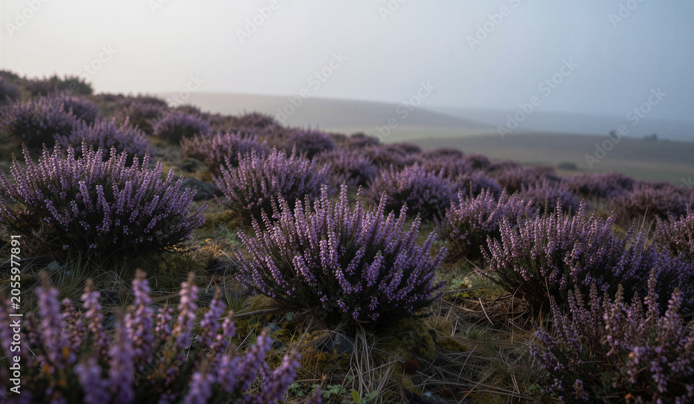 Obraz premium Misty dawn blankets rolling heathland hills. Purple heather clusters dot the grassy slope. Soft light glows over distant, hazy horizons. Silent, serene landscape invites quiet contemplation