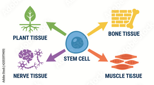 Quadro su tela Stem Cell Differentiation Into Tissue Types