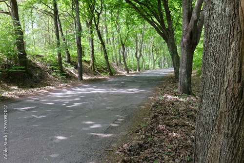 Photography Peaceful Curved Road Through Dense Green Forest in Spring