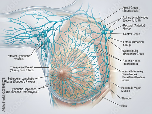 Detailed illustration of lymphatic drainage of the breast with lymphatic, drainage