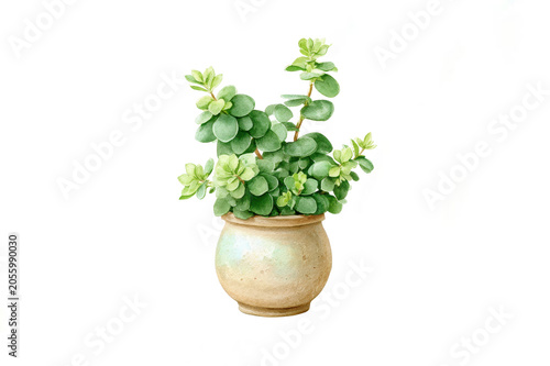 small green leafy plant growing in  round textured ceramic flower pot illustration