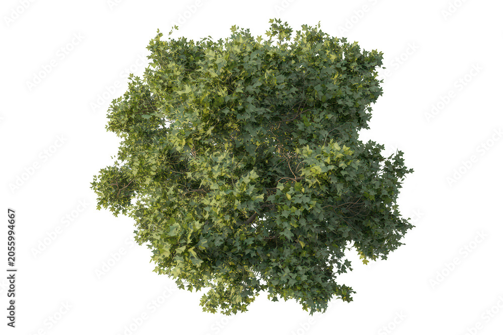Obraz premium A top-down view of a lush green tree with dense foliage and textured leaves, isolated on a black background, for landscape architectural use