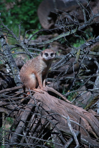 meerkat on the ground