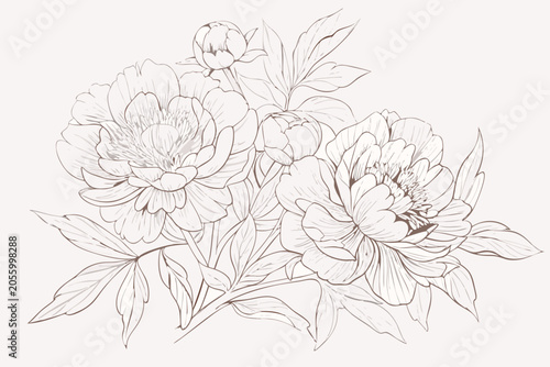 Botanical Peony Illustration With Delicate Line Art And Neutral Tones