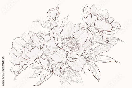 Botanical peony illustration with delicate line work and a neutral background