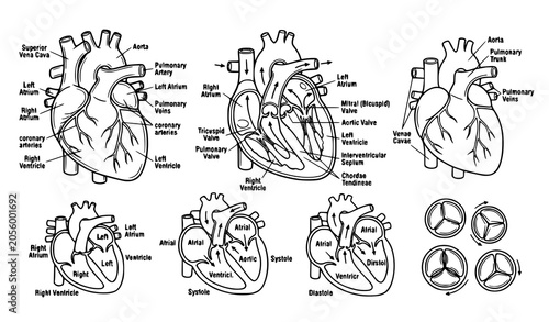 Quadro su tela Anatomical heart outline vector collection with medical line art illustrations