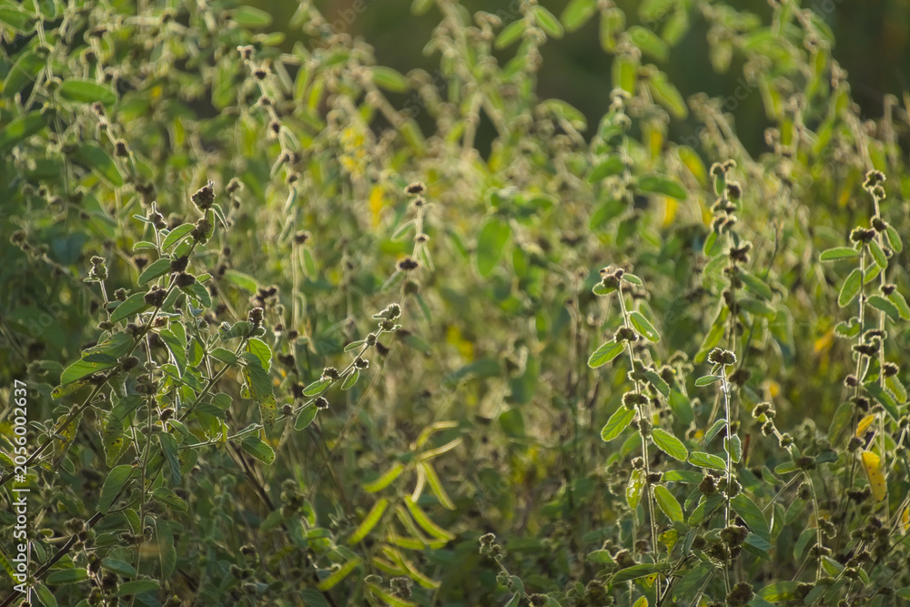 Obraz premium Beautiful patch of wild tropical weeds and small flowers growing vibrant in an outdoor open field