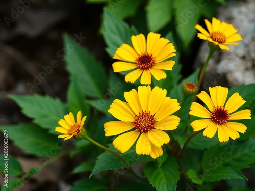 Vibrant yellow marsh marigold flowers with green leaves vector illustration scalable eps, Green Leaves, Outdoor