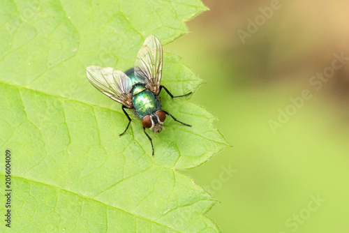 Green fly