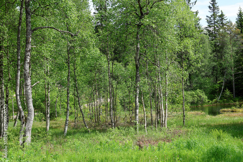Marsh