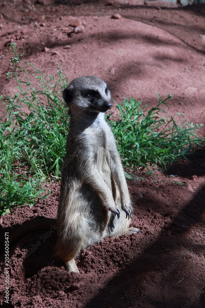 Fototapeta premium meerkat in zoo