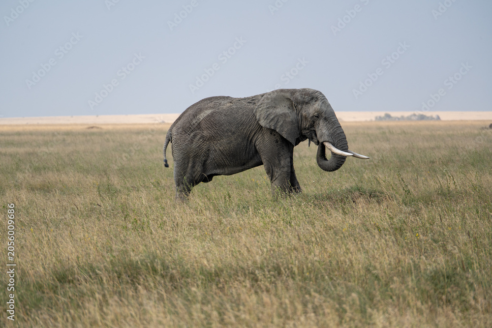Fototapeta premium Wild elephants in Tanzania