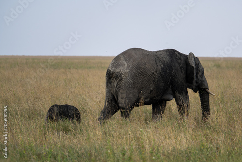 Photography Wild elephants in Tanzania