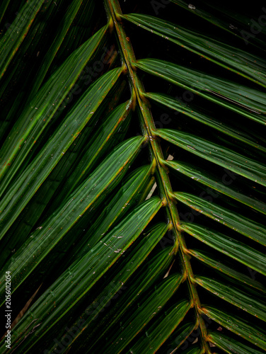 Close-up macro texture of tropical palm leaf surface with orange rust spots and diagonal green stripes pattern in natural light
