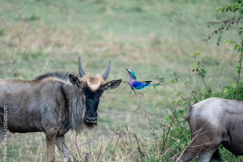 The animals of the African savannah in Tanzania