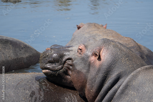 Photography The animals of the African savannah in Tanzania