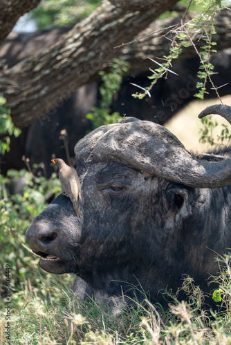The animals of the African savannah in Tanzania