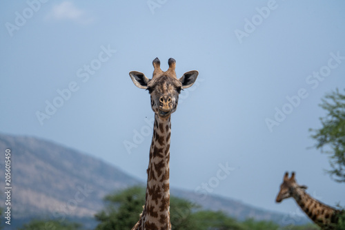 The lovely giraffes in Tanzania