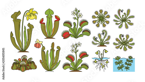 Carnivorous plants botanical vector illustration collection on white background