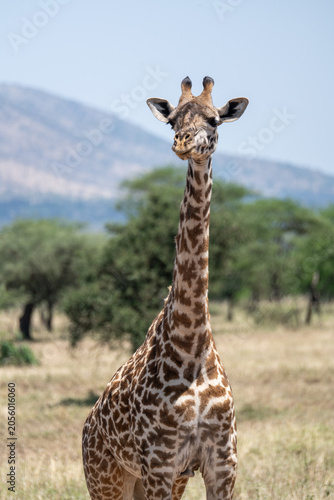 The lovely giraffes in Tanzania