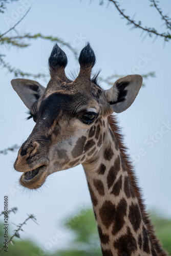 The lovely giraffes in Tanzania