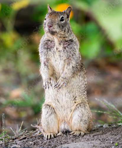Foto A curious ground squirrel pauses its activity to stand tall and observe its surr