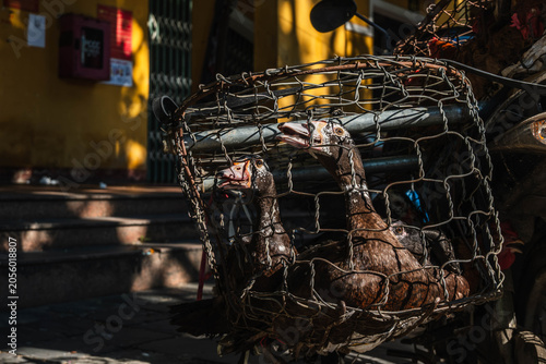 Foto Muscovy ducks and a chicken confined inside a wire mesh basket at a local market