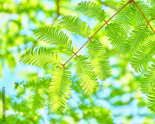 Foto 初夏の光を浴びるメタセコイアの新緑 Dawn redwood leaves basking in the early summer light