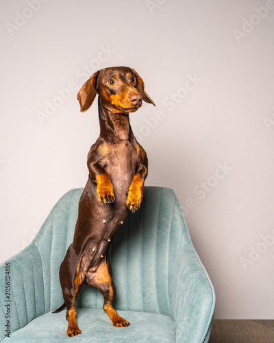 Adorable dark brown dachshund standing on its hind legs on blue armchair in cozy home. Playful pet behavior, companionship, happiness and domestic lifestyle concept