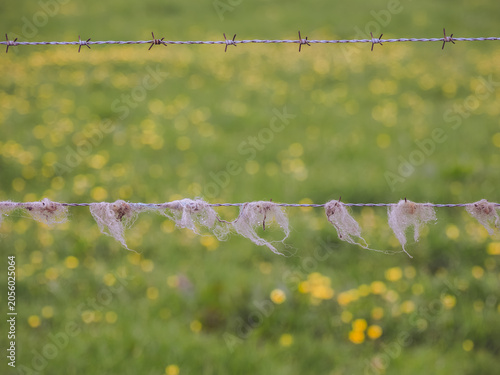 A common rural scene of sheep's wool caught on barbed wire