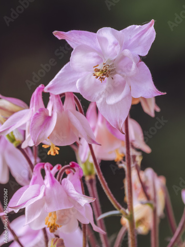 Aquilegia Vulgaris 'Pink Flamingo' flowers in full bloom