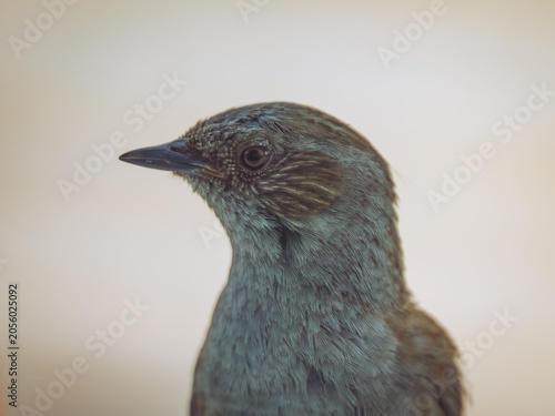 A close up of a male Dunnock looking into a window