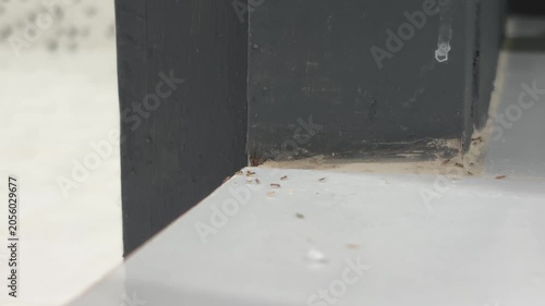 Close-up shot of group of ant walking across a ceramic tile floor inside a home near a bathroom. The ant moves naturally along the grout line. Realistic indoor lighting, shallow depth of field.