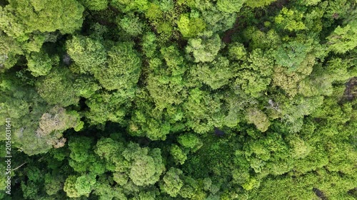 Aerial drone footage flying over a lush tropical rainforest canopy