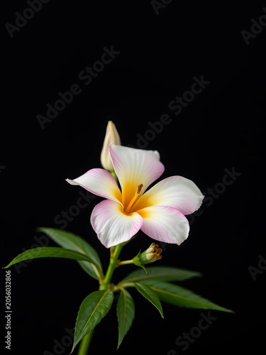 Bright flower-adorned delight against dark backdrop, smile, innocence